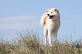AKITA INU 193